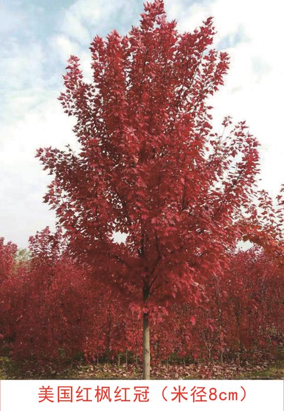 美国红枫红冠（米径8cm）